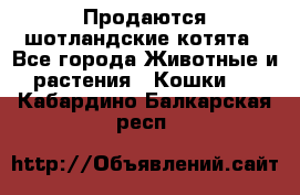 Продаются шотландские котята - Все города Животные и растения » Кошки   . Кабардино-Балкарская респ.